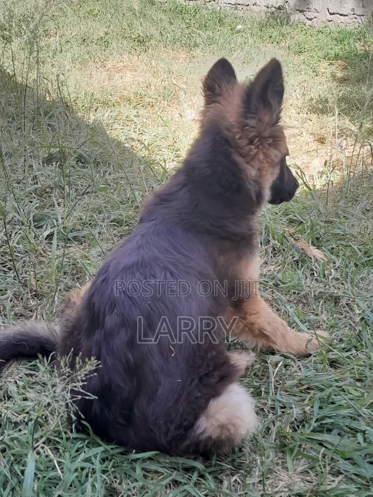 1-3 months Male Purebred German Shepherd