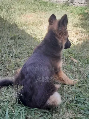 1-3 months Male Purebred German Shepherd