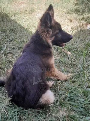 1-3 months Male Purebred German Shepherd