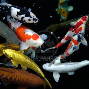 Koi Fish Aquarium - main view