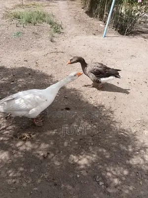 Quick Sale,Geese Pair