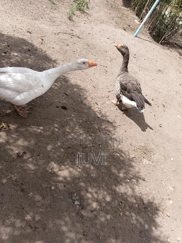 Quick Sale,Geese Pair - thumbnail 3