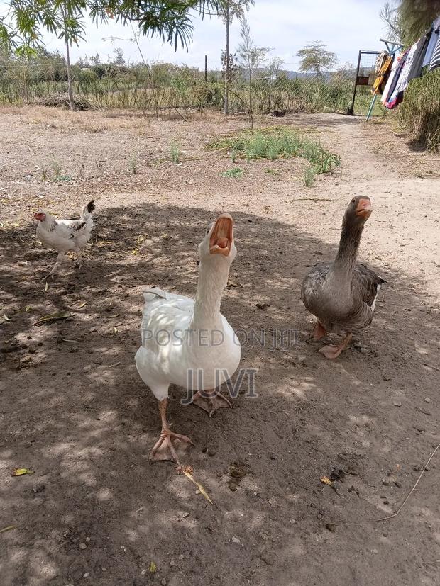 Quick Sale,Geese Pair - thumbnail 4