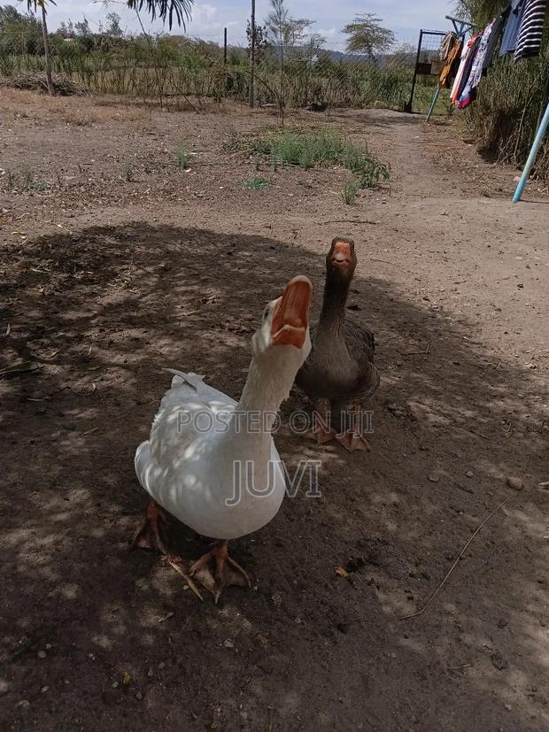 Quick Sale,Geese Pair - thumbnail 5