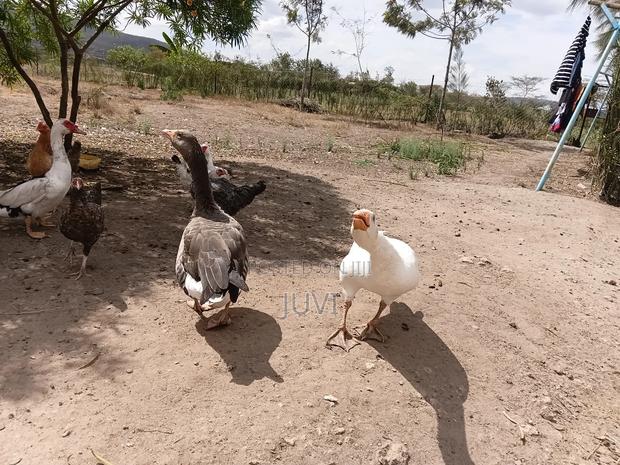 Quick Sale,Geese Pair - thumbnail 6
