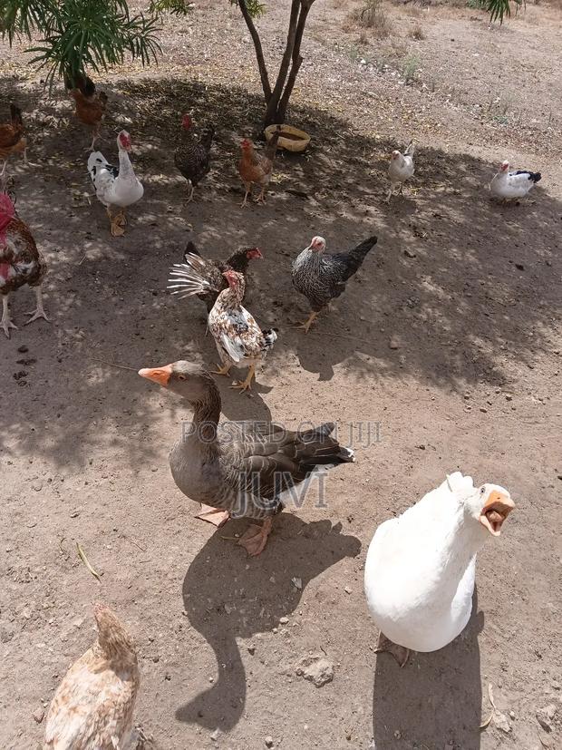 Quick Sale,Geese Pair - thumbnail 7