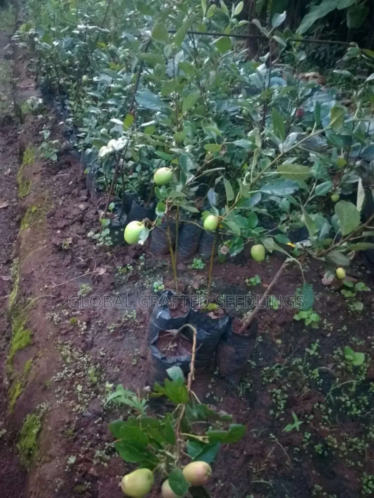Apple Seedlings Available