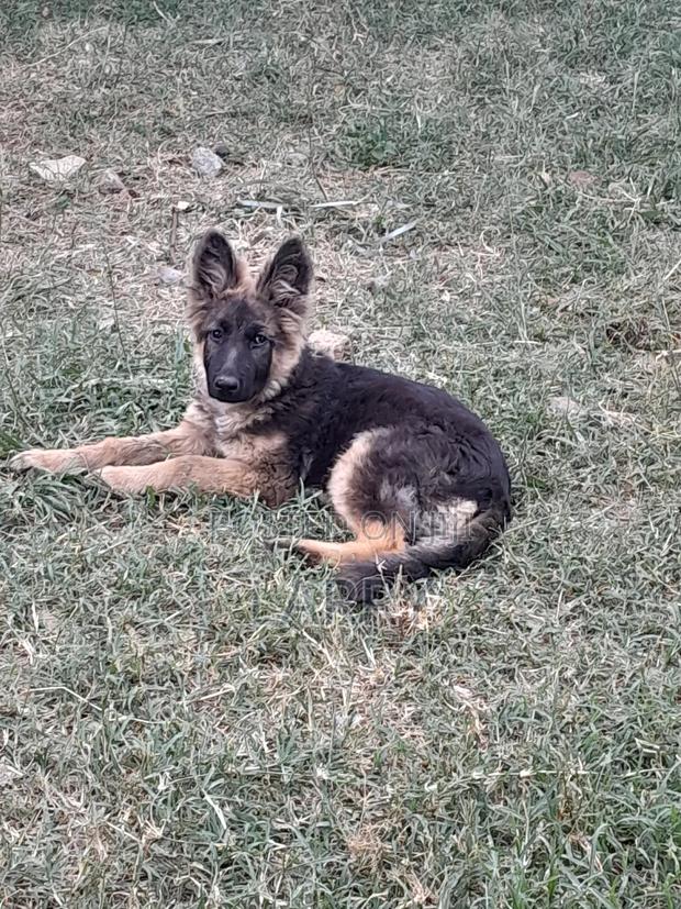 1-3 months Male Purebred German Shepherd - main view