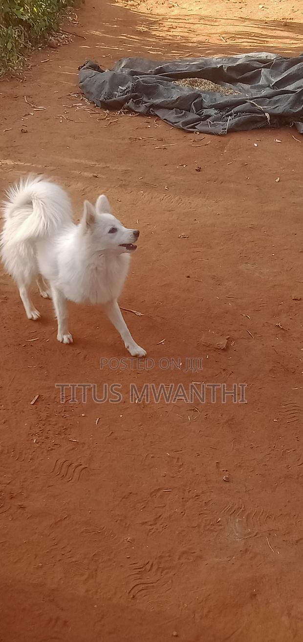 6-12 months Female Purebred Japanese Spitz