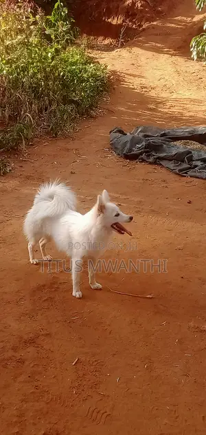 6-12 months Male Purebred Japanese Spitz
