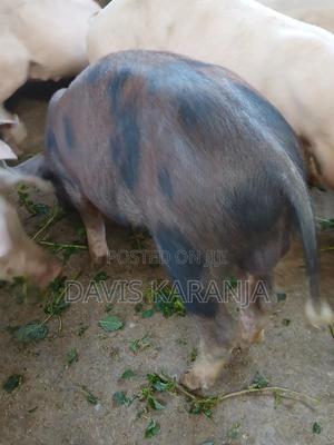 Pig Farming - main view