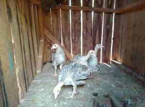 Turkey for Sale - thumbnail 2