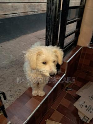 1+ year Male Purebred Maltese - main view