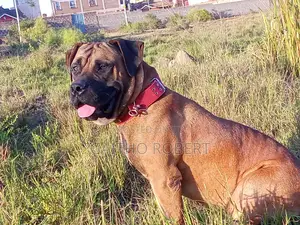 1+ year Male Purebred Boerboel