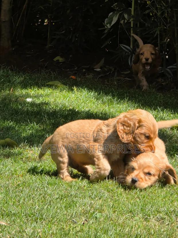 1-3 months Male Purebred Cocker Spaniel - main view