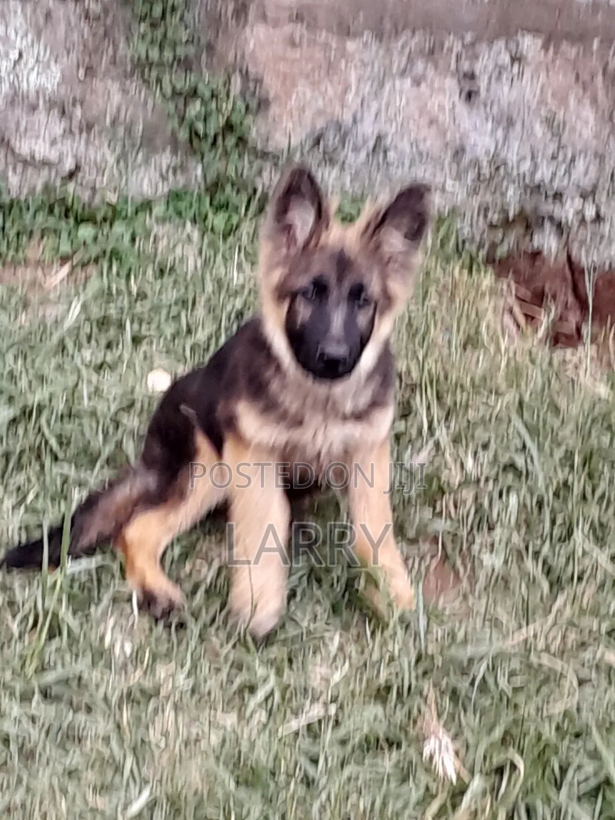 1-3 months Male Purebred German Shepherd
