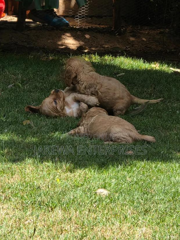 1-3 months Female Purebred Cocker Spaniel - main view
