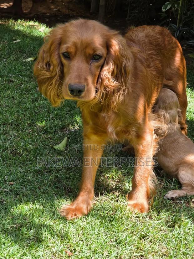 1-3 months Male Purebred Cocker Spaniel - main view
