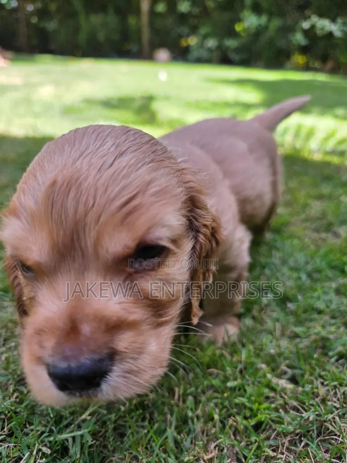 1-3 months Male Purebred Cocker Spaniel