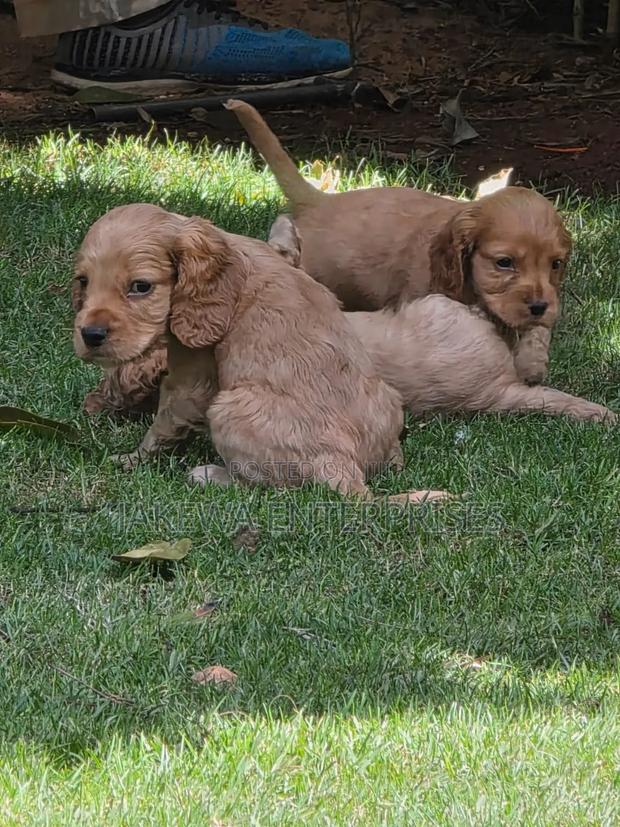 1-3 months Male Purebred Cocker Spaniel - main view
