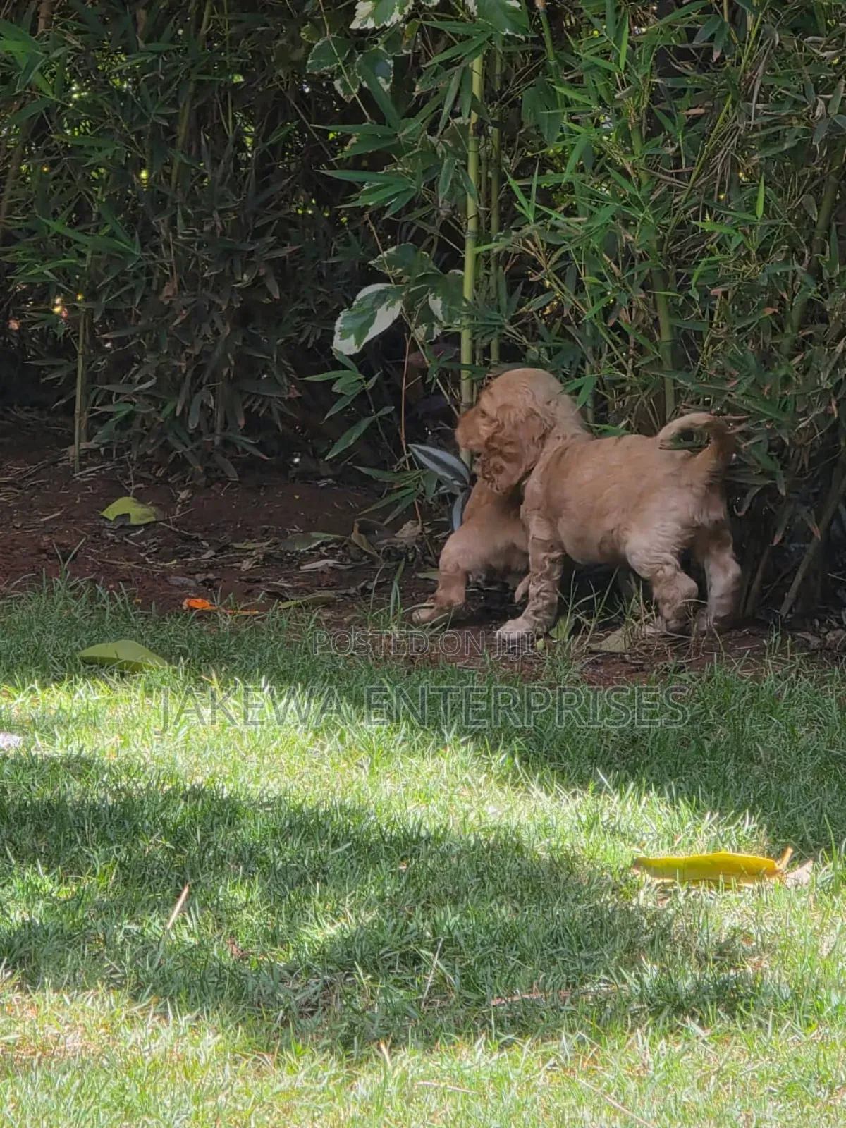 1-3 months Male Purebred Cocker Spaniel