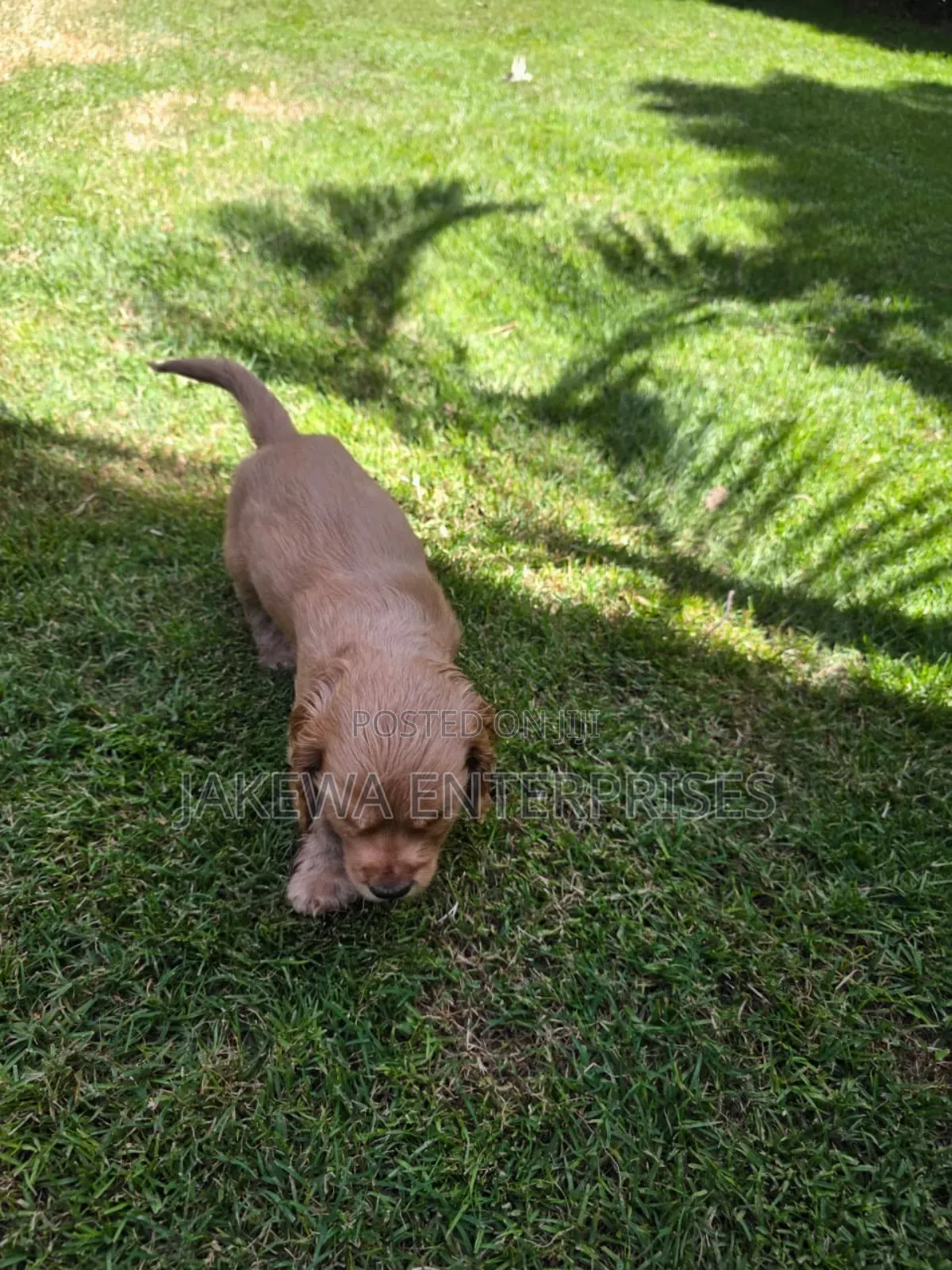 1-3 months Male Purebred Cocker Spaniel