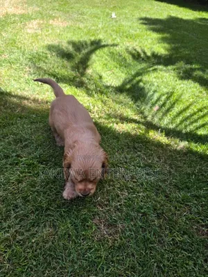 1-3 months Male Purebred Cocker Spaniel