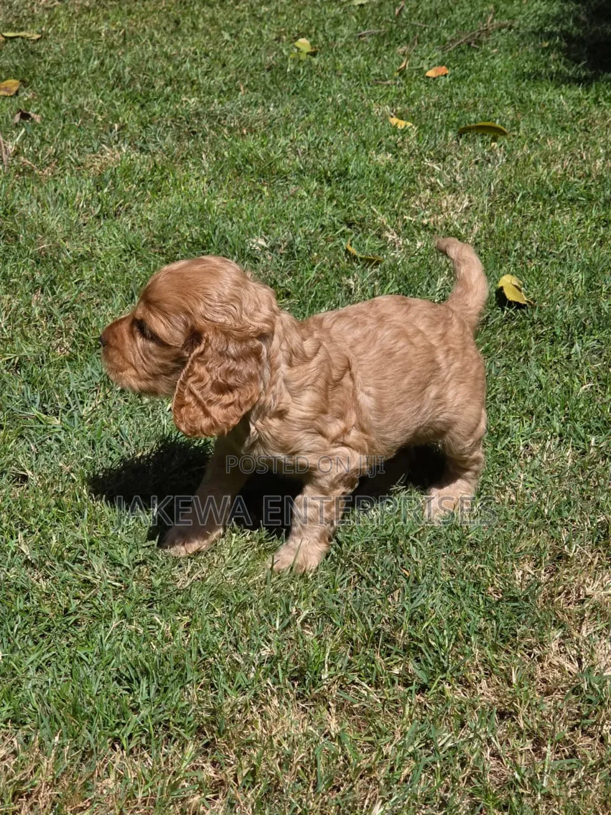 1-3 months Female Purebred Cocker Spaniel