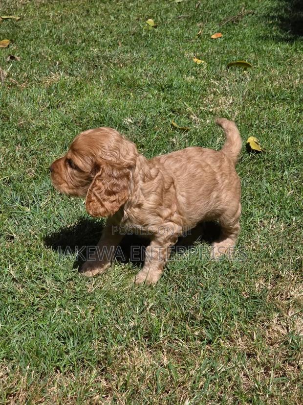 1-3 months Female Purebred Cocker Spaniel