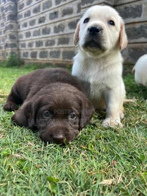 1-3 months Male Purebred Labrador Retriever - thumbnail 2