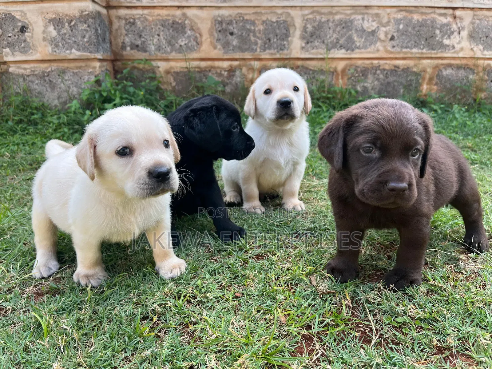 1-3 months Male Purebred Labrador Retriever