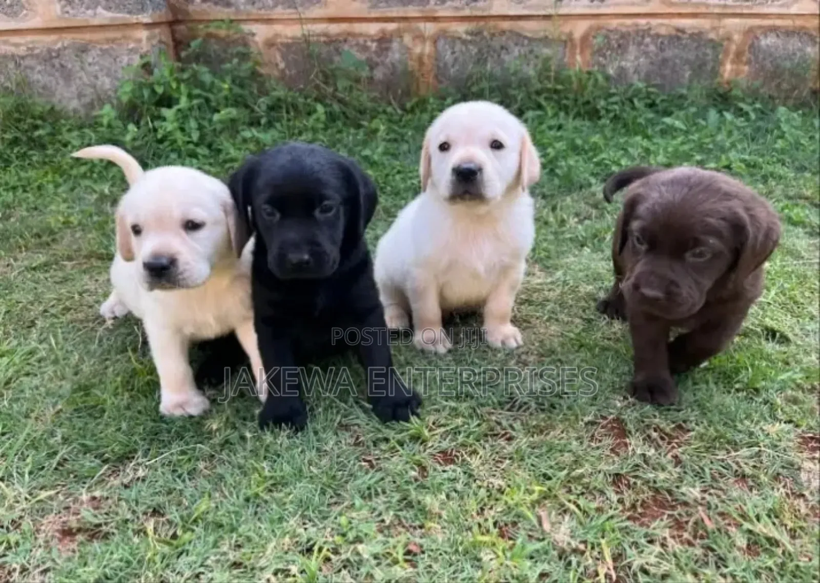 1-3 months Male Purebred Labrador Retriever