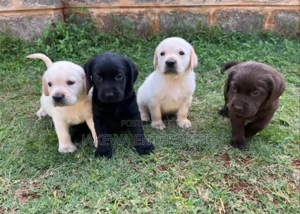 1-3 months Male Purebred Labrador Retriever