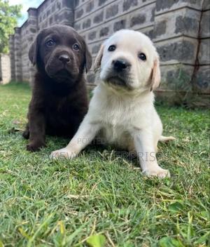 1-3 months Female Purebred Labrador Retriever - thumbnail 2