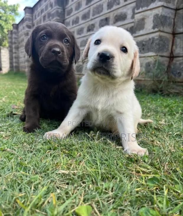 1-3 months Female Purebred Labrador Retriever - main view