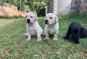 1-3 months Male Purebred Labrador Retriever