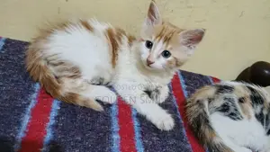1-3 months Female Mixed Breed American Shorthair