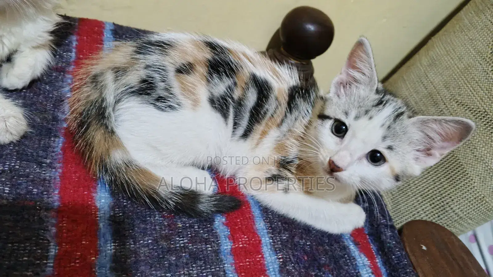 1-3 months Female Mixed Breed American Shorthair
