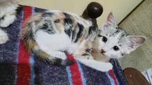 1-3 months Female Mixed Breed American Shorthair