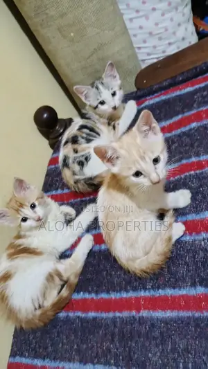 1-3 months Female Mixed Breed American Shorthair