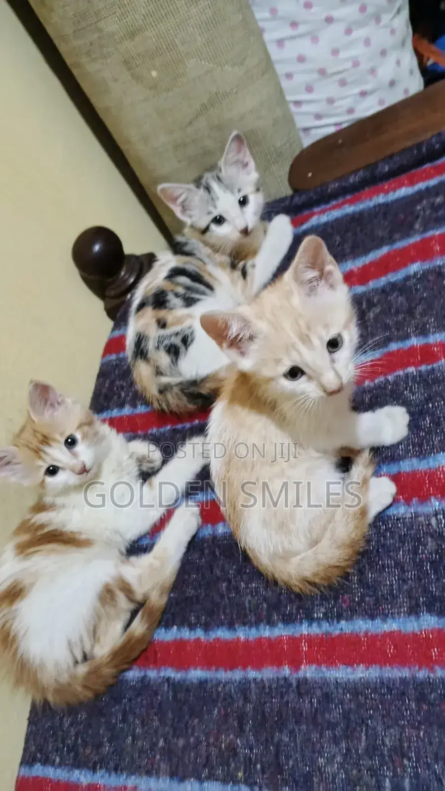 1-3 months Female Mixed Breed American Shorthair