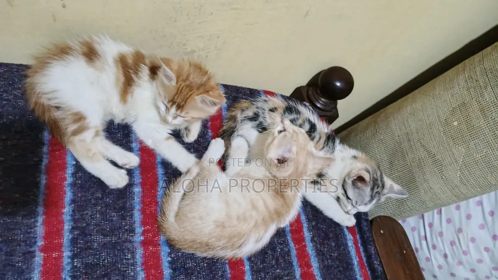 1-3 months Female Mixed Breed American Shorthair