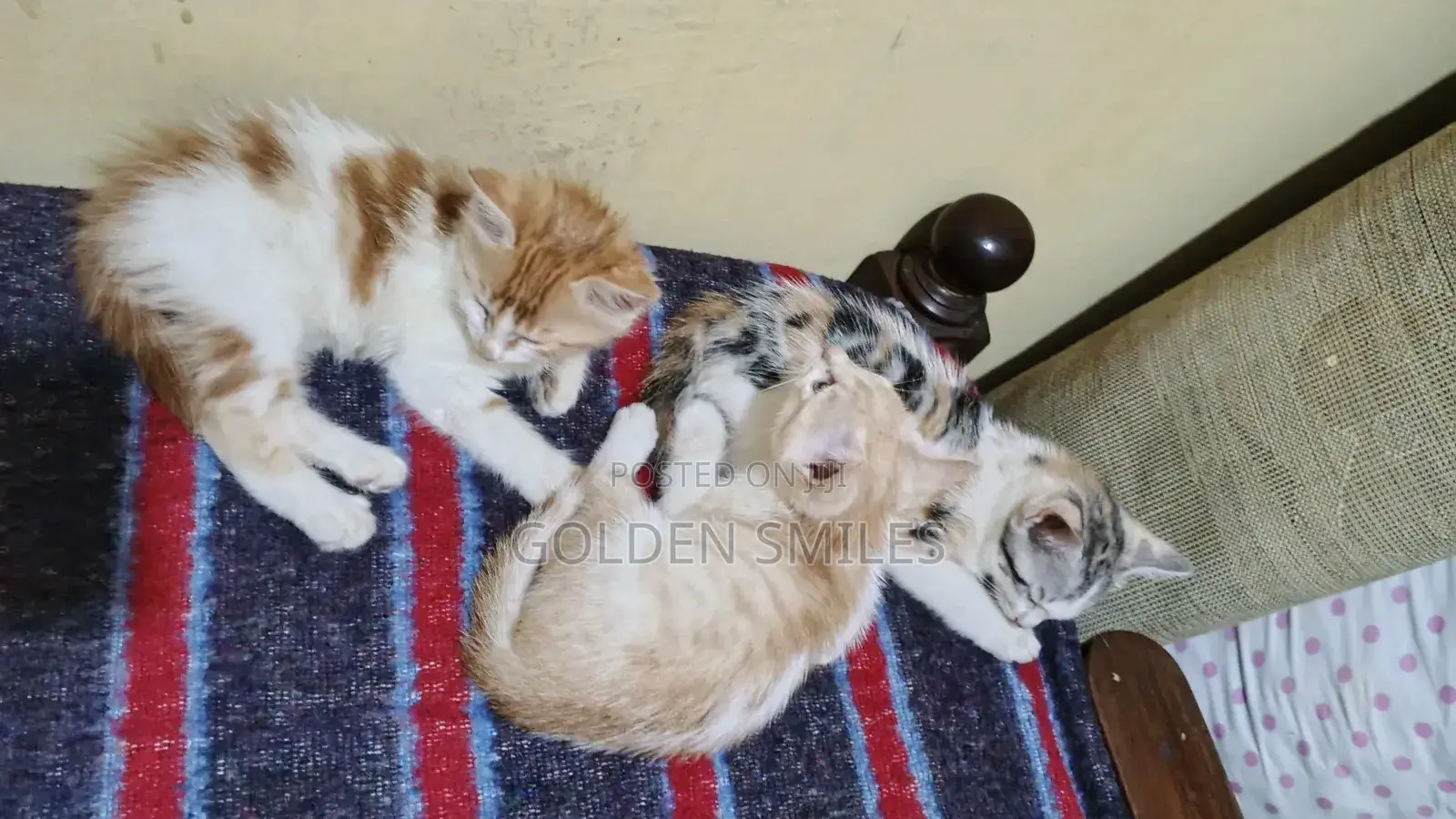 1-3 months Female Mixed Breed American Shorthair
