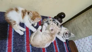 1-3 months Female Mixed Breed American Shorthair