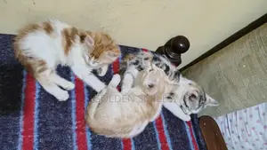 1-3 months Female Mixed Breed American Shorthair