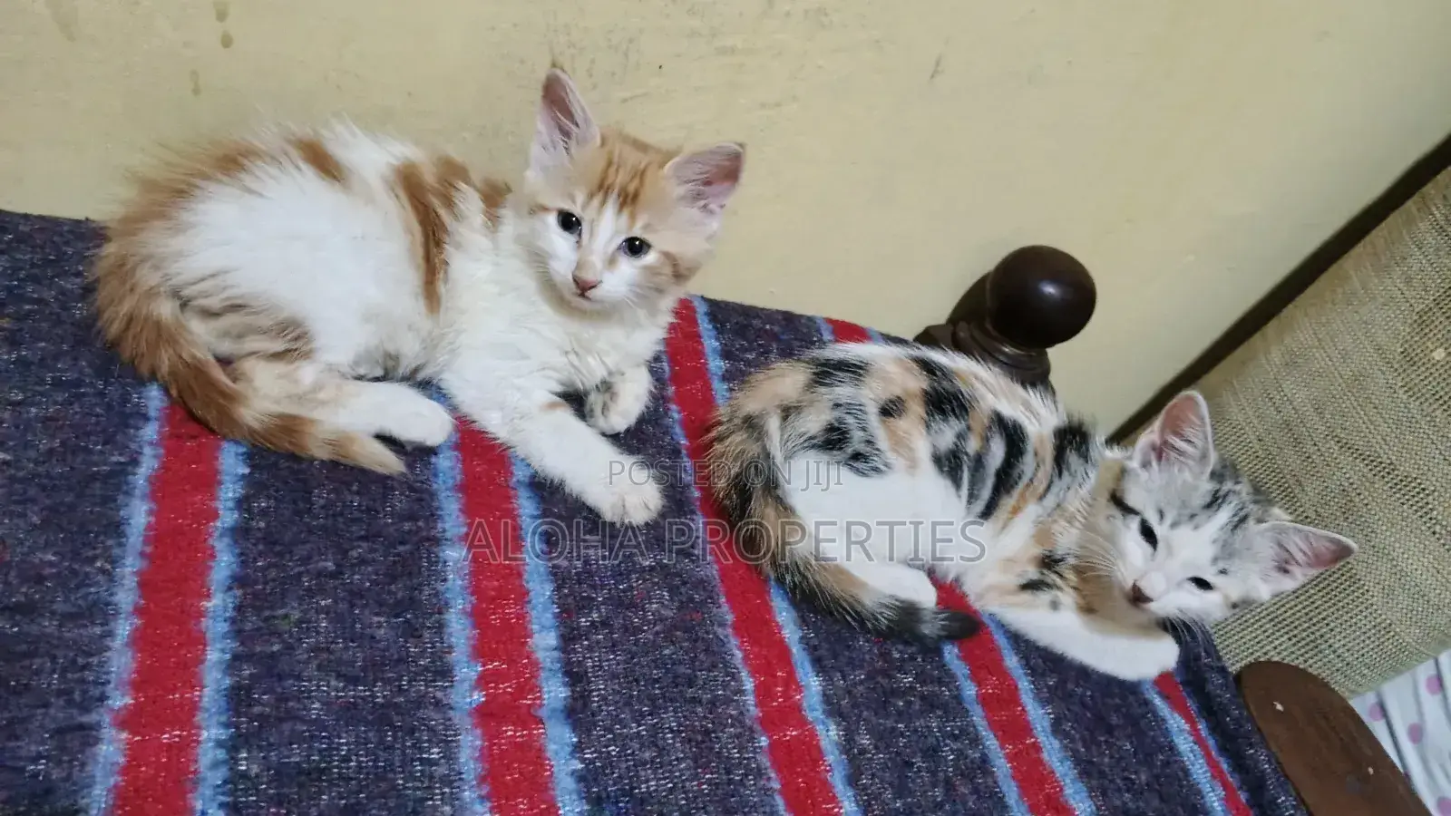 1-3 months Female Mixed Breed American Shorthair