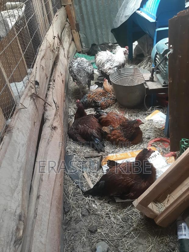 Purekienyeji Young Jogoos (Cockrels) - main view