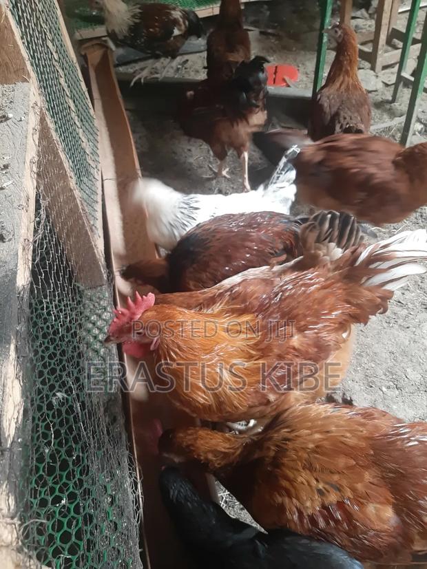 Purekienyeji Young Jogoos (Cockrels) - thumbnail 3