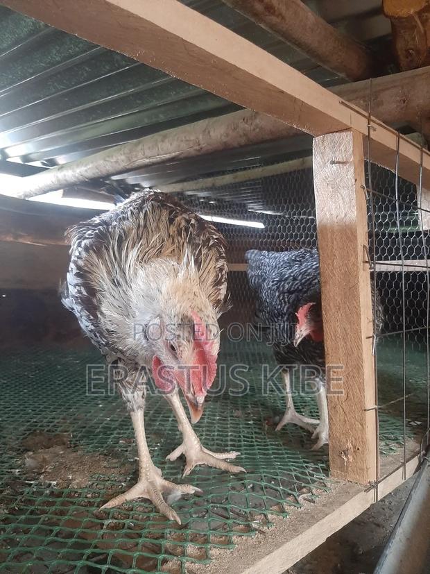 Purekienyeji Young Jogoos (Cockrels) - thumbnail 4