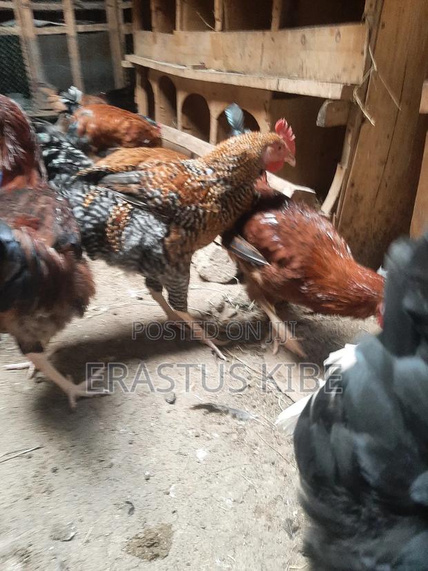 Purekienyeji Young Jogoos (Cockrels) - thumbnail 5